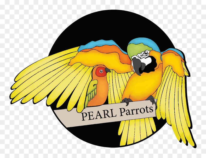 Pearl Parrots, HD Png Download - indian parrot png