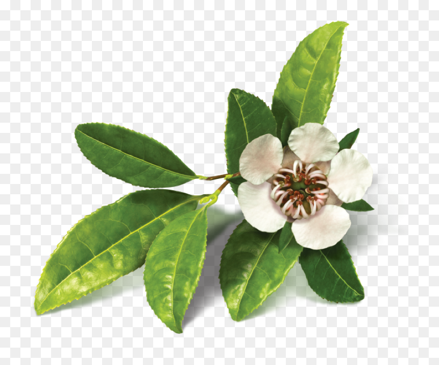 Transparent Flower Tree Png - Transparent Tea Tree Png, Png Download - flower tree png images