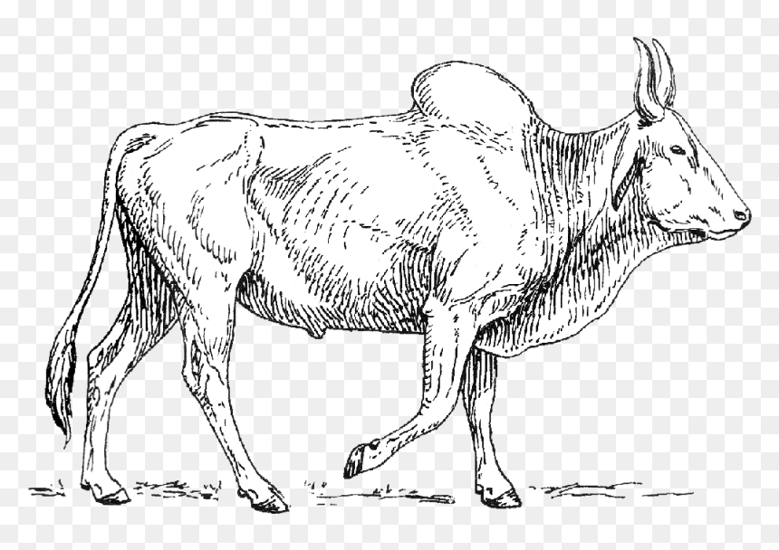 Zebu - Dairy Cow, HD Png Download - indian sheep png