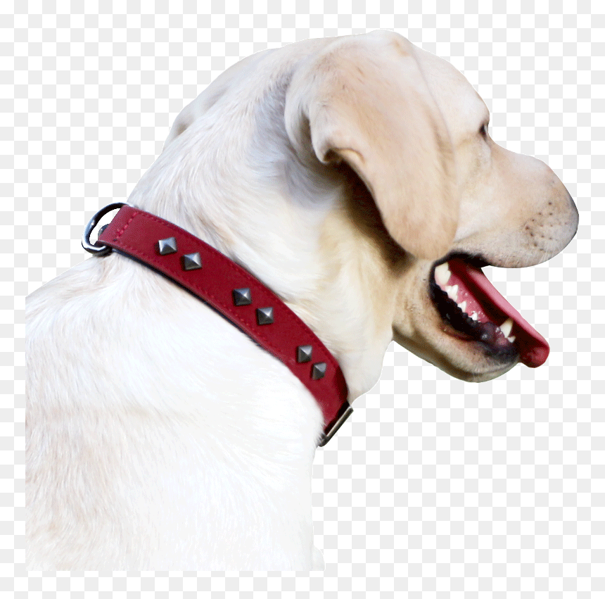 Dog Collar Dog Chain Collar Large Dog Dog Collar Dog - Dog Yawns, HD Png Download - dog chain png