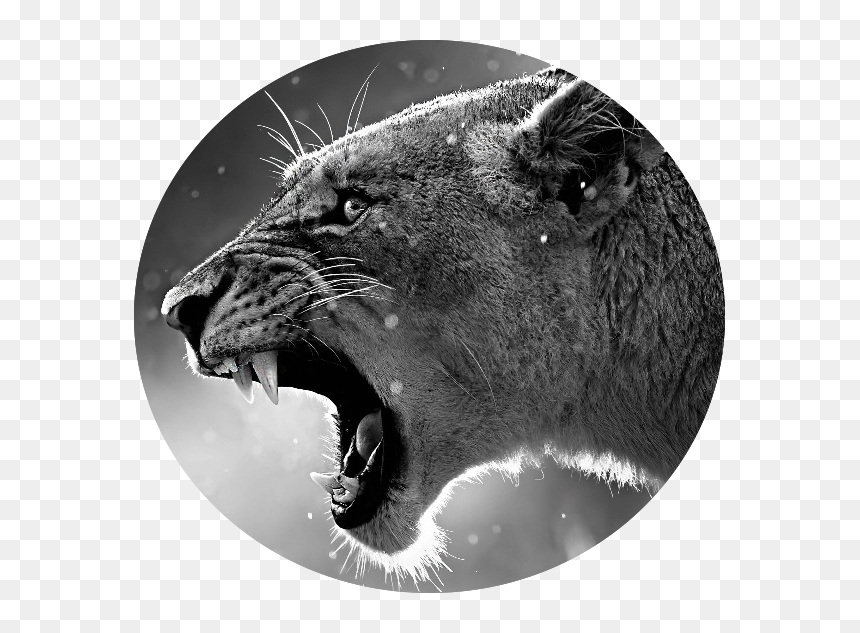 Grassland Angry Lion Animals Font B Big B Font Font, HD Png Download - angry lion png images
