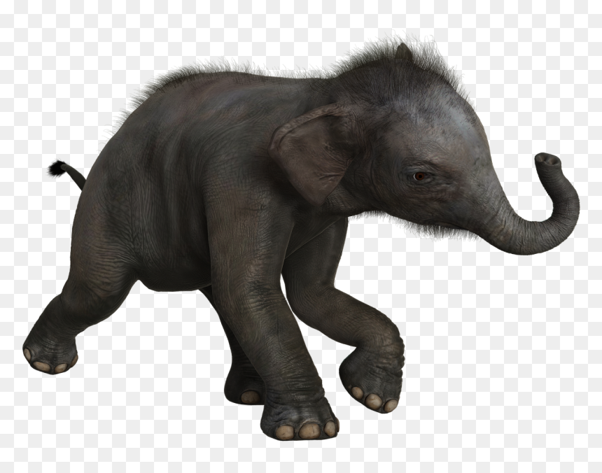 Bebe Elephant Animal Png, Transparent Png - indian sheep png