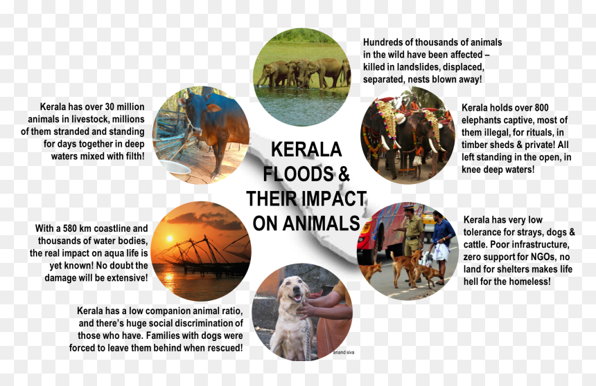 A Complexity Called Kerala In The Aftermath Of The - Impact Of Kerala Flood On Animals, HD Png Download - kerala elephant png