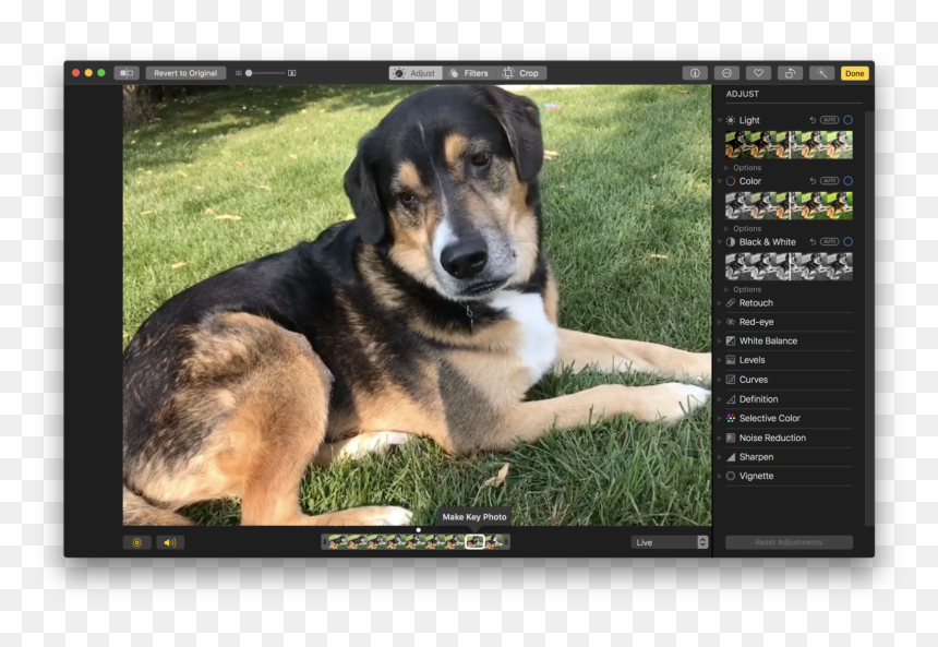 Companion Dog, HD Png Download - png effects for photoshop and photoscape