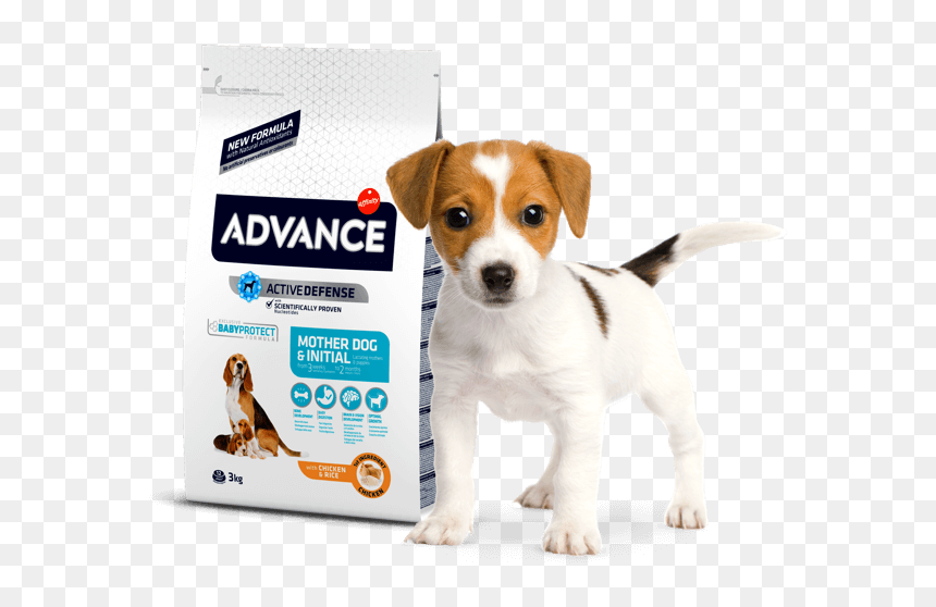 Jack Russell Terrier Transparent, HD Png Download - dog chain png