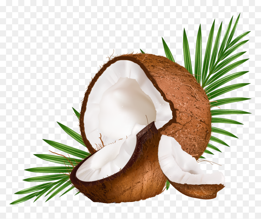 Water Euclidean Coconut Vector Milk Png Free Photo - Transparent Background Coconut Png, Png Download - milk png images