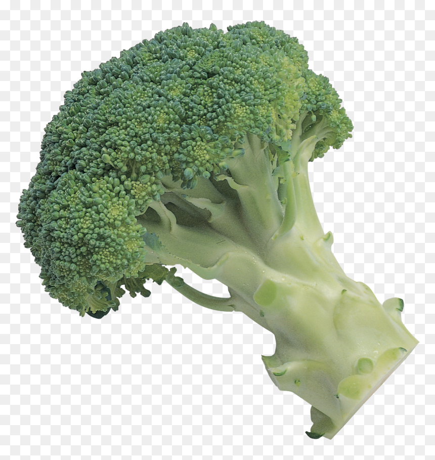 Broccoli Png Image - Transparent Transparent Background Broccoli, Png Download - green vegetables png