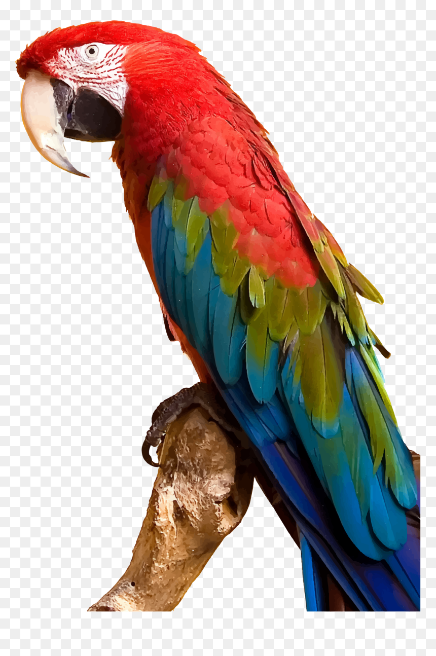 Macaw Bird Png - Macaw Png, Transparent Png - parrot png images