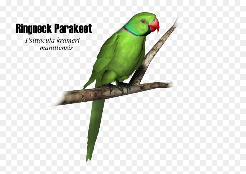 Green Parrot Png High-quality Image - Parrot Png, Transparent Png - parrot png images