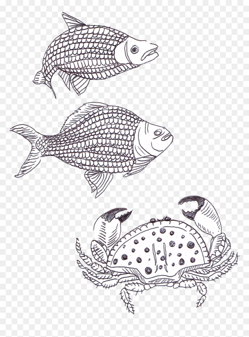 Coral Reef Fish, HD Png Download - real fish png
