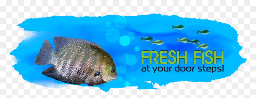 Coral Reef Fish, Png Download - Pomacentridae, Transparent Png - kerala elephant png