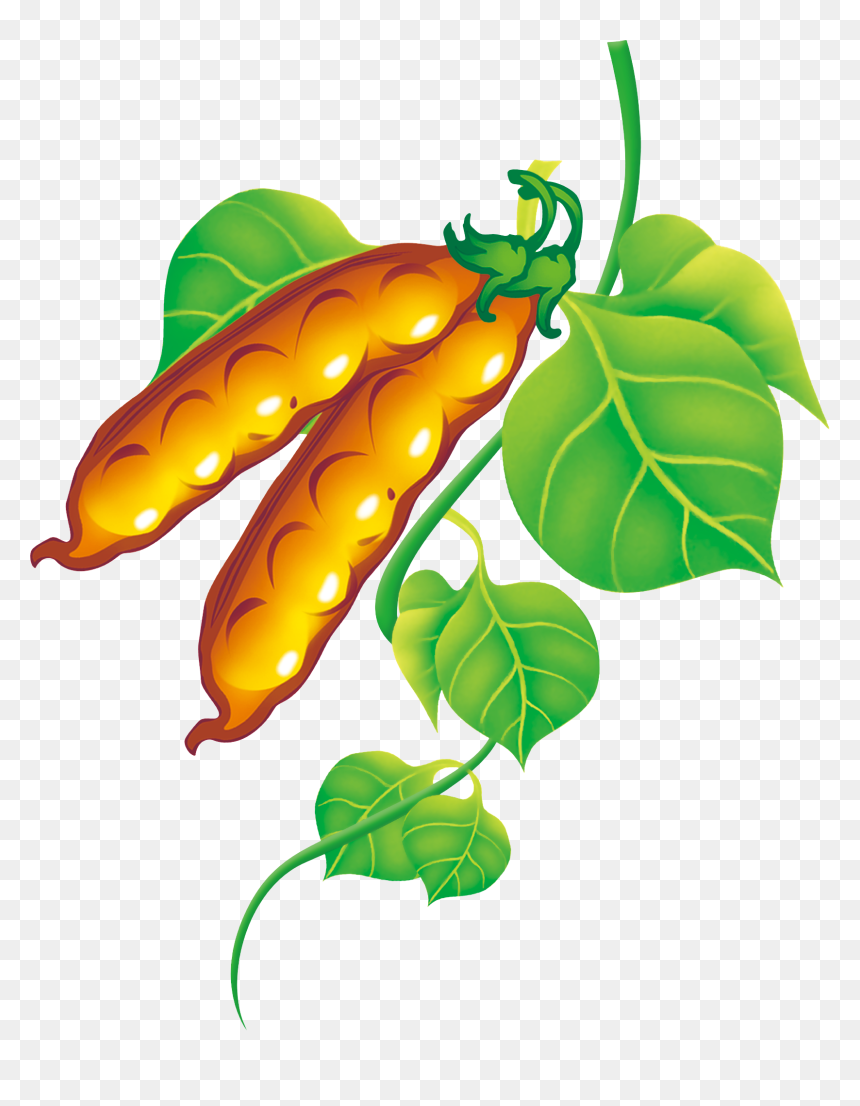 Pea Clipart Green Fruit Vegetable - Cliparts Of Vegetables And Legumes, HD Png Download - green vegetables png