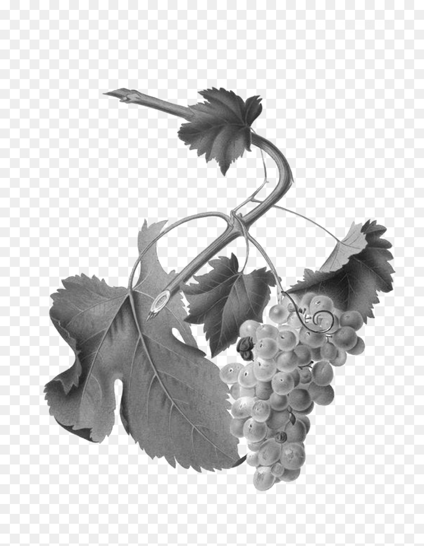 We Welcome All Who Share Our Interests - Uva Vermentino, HD Png Download - black grapes png
