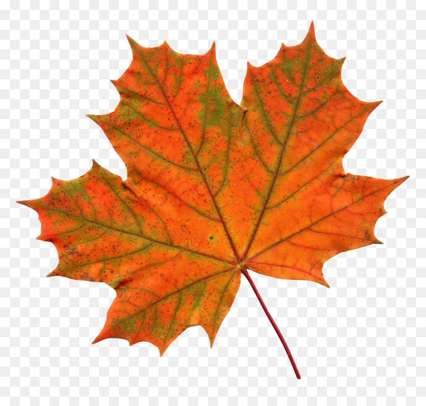 Maple Leaf Png - Transparent Background Maple Leaf Clipart, Png Download - leaf images png