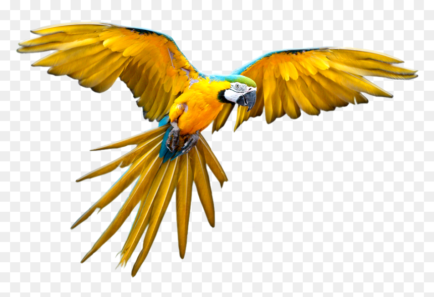 Blue Macaw Flying Png, Transparent Png - parrot png images