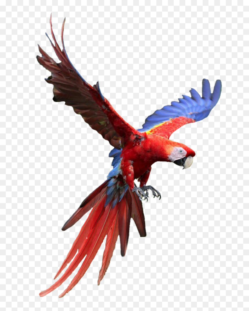Low Poly Art Png, Transparent Png - parrot png images