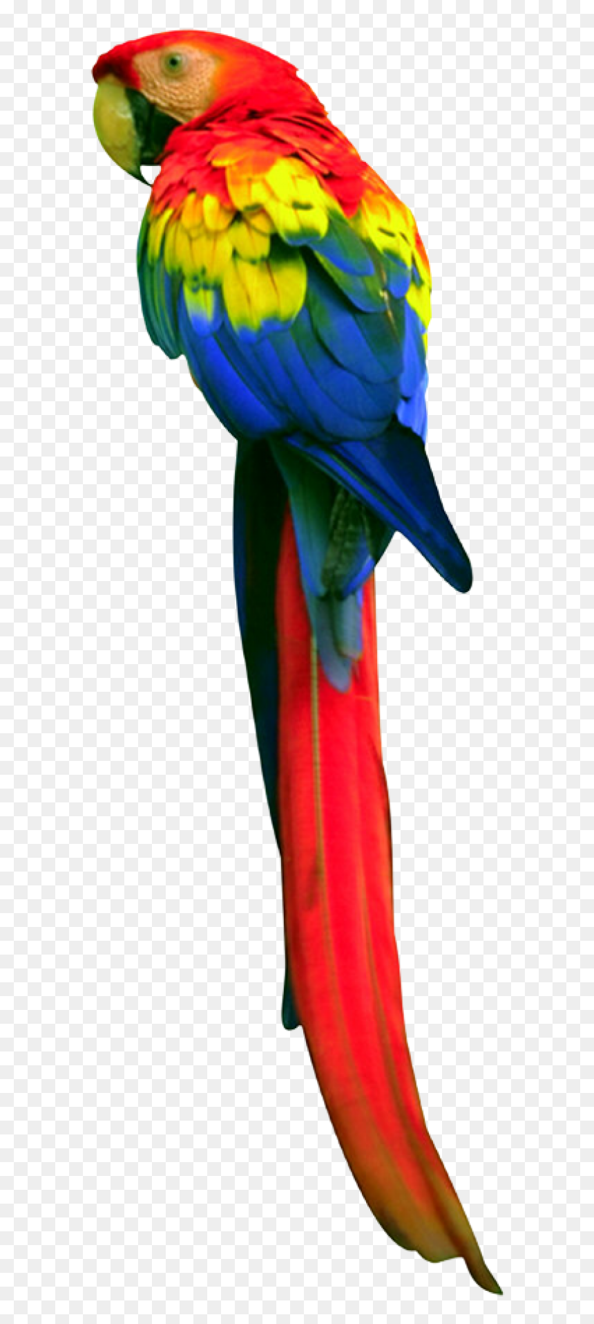 Parrot Png Free Download - Transparent Background Parrot Clipart, Png Download - parrot png images