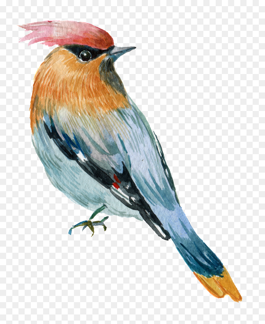 Hand Painted A Rare Parrot Png Transparent - European Robin, Png Download - parrot png images