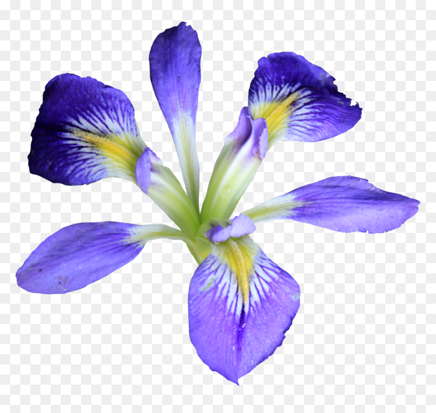 Iris Flower Png, Transparent Png - flowers png files
