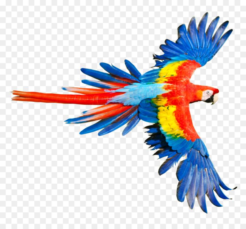 Parrot With Open Wings, HD Png Download - parrot png images