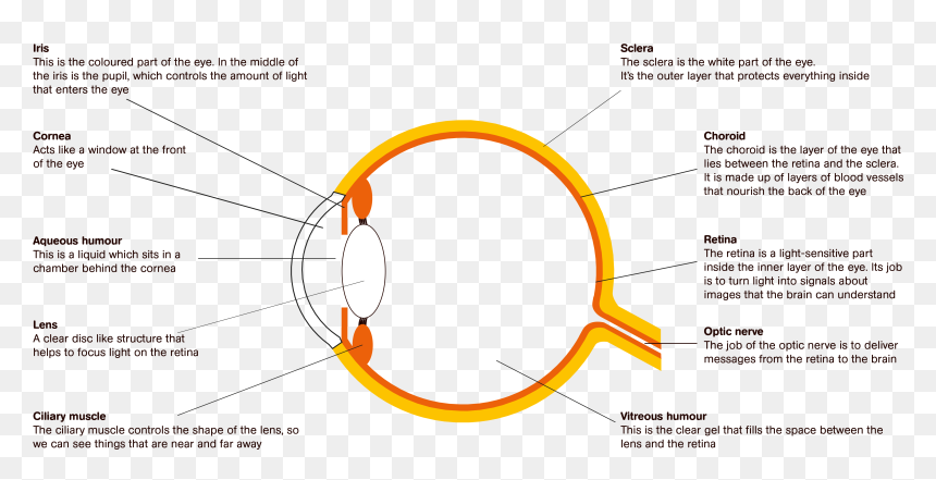 Diagram, HD Png Download - eyes lens png