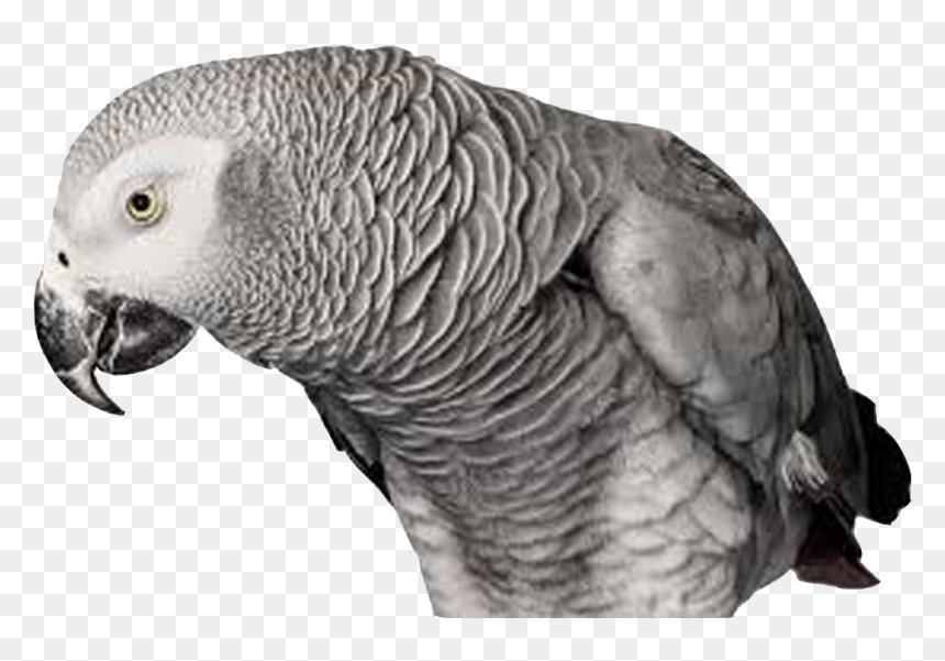 Bird Andrew Zuckerman, HD Png Download - parrot png images