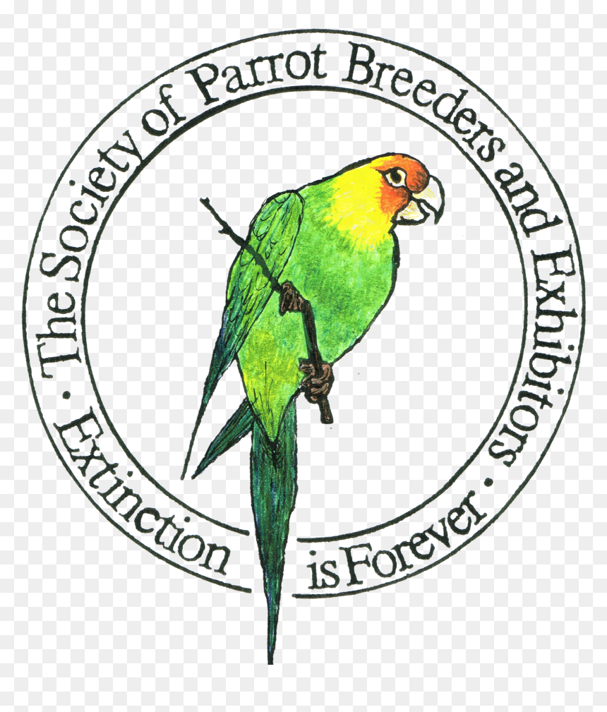 Parrot , Png Download - Parrot, Transparent Png - parrot png images