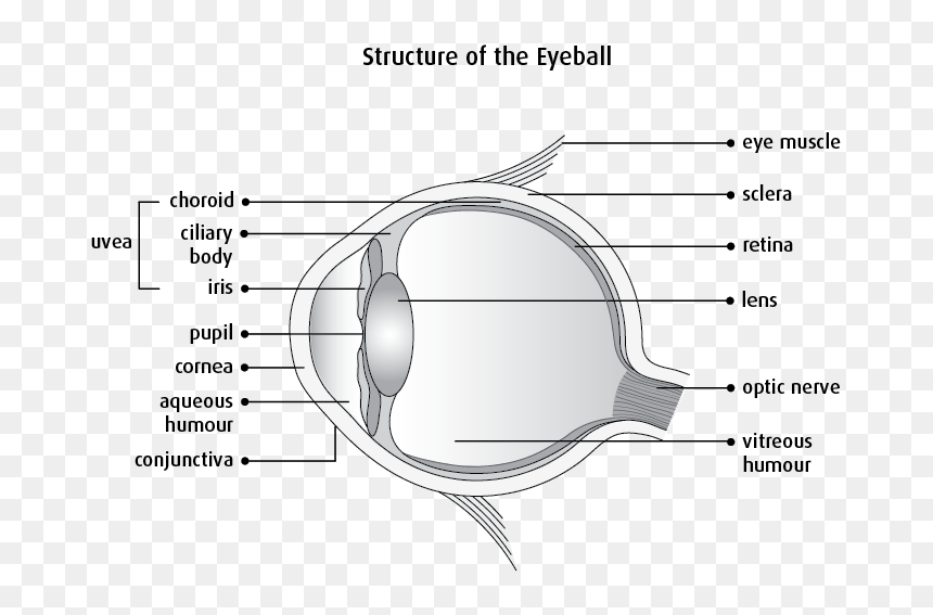 Clear Structure Of Eye, HD Png Download - eyes lens png
