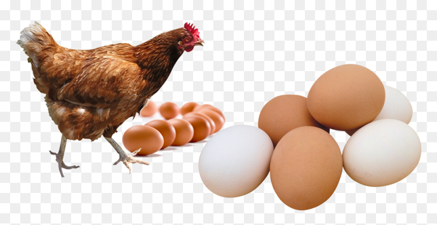 Kande Poultry Farm, HD Png Download - hen png images