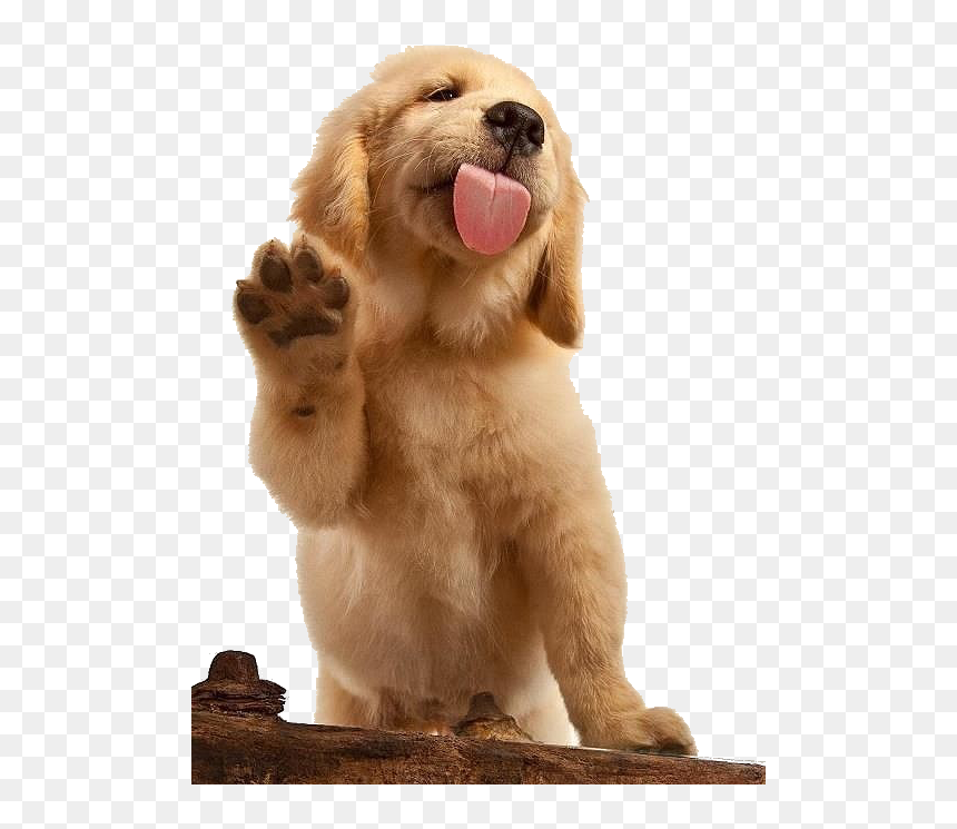 Golden Retriever Facts - Redbubble Stickers Dogs, HD Png Download - paws png
