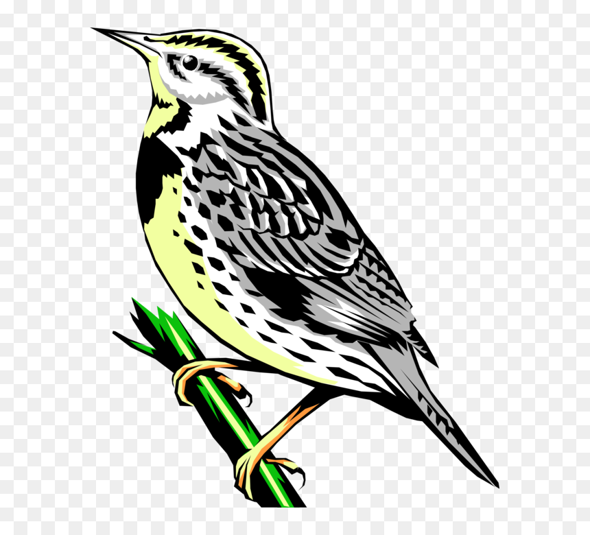 Vector Illustration Of Western Meadowlark Icterid Bird - Western Meadowlark Clipart, HD Png Download - western png