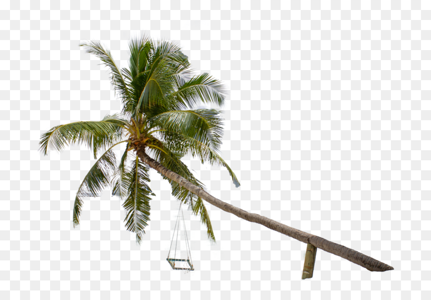 Roystonea, HD Png Download - beach coconut tree png