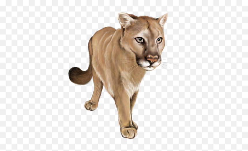 Cougar, HD Png Download - puma png