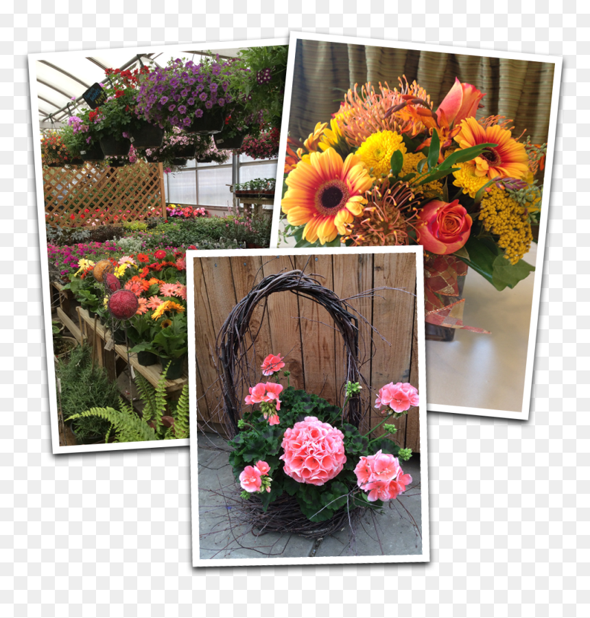 Full Service Florist - Cut Flowers, HD Png Download - welcome flowers png