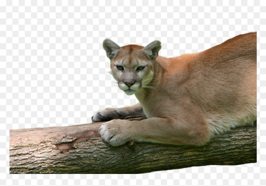 May 20, - Cougar, HD Png Download - cougar png