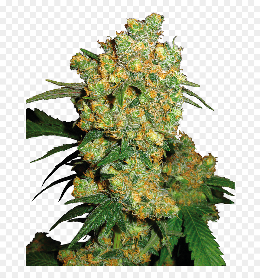 Big Bud Sensi Seeds, HD Png Download - weed nugget png