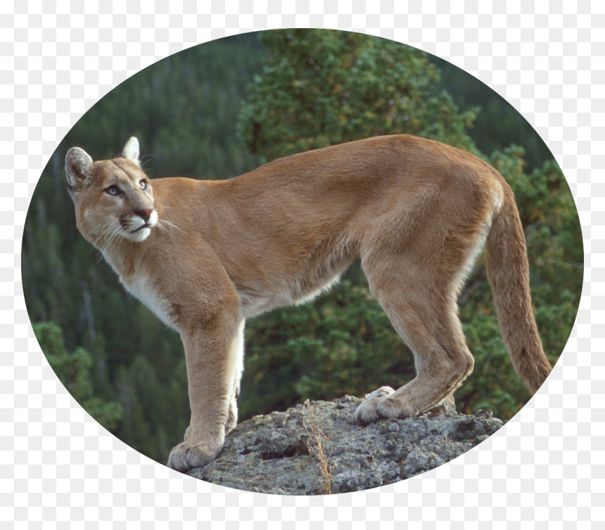 Coquitlam Wild Animal , Png Download - Mt Finlayson, Transparent Png - cougar png
