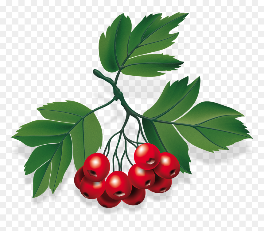 Baya Png, Transparent Png - berry png