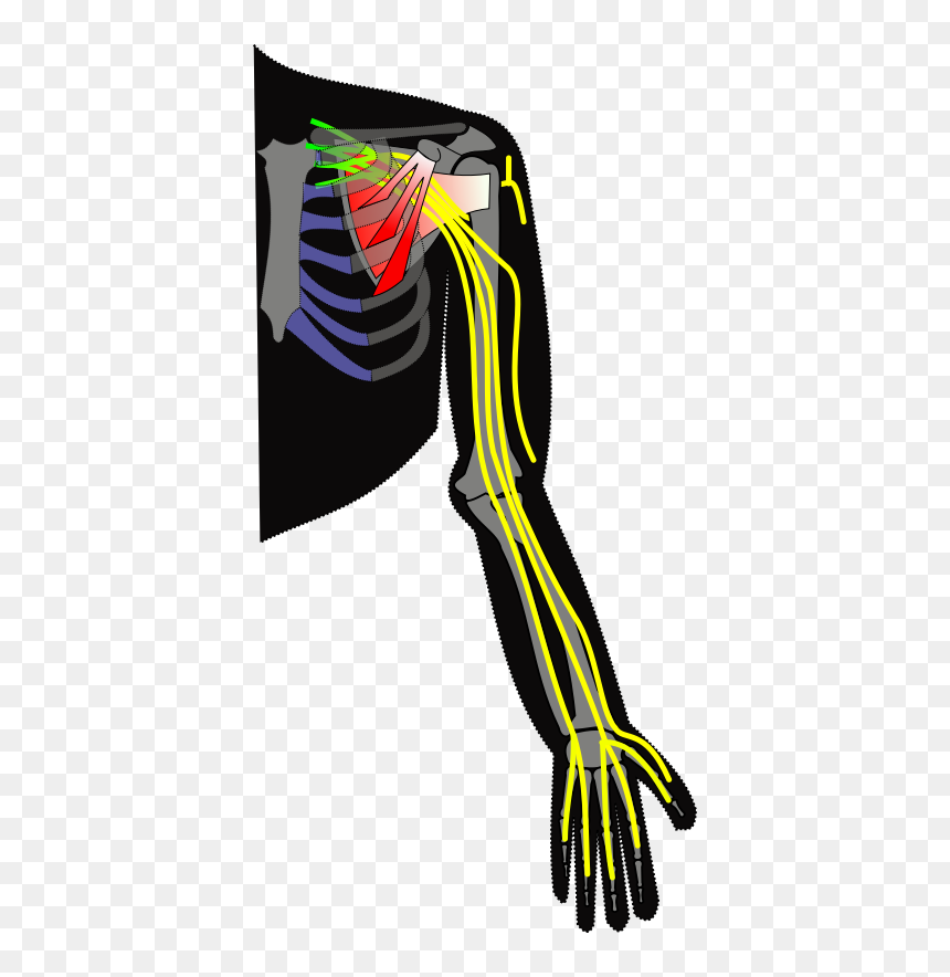 Ch13 Brachial Plexus - Brachial Plexus Png, Transparent Png - plexus png