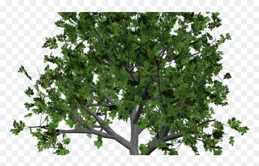 Sandalwood Tree Clip Art - Free Tree Clipart Transparent, HD Png Download - sandalwood png