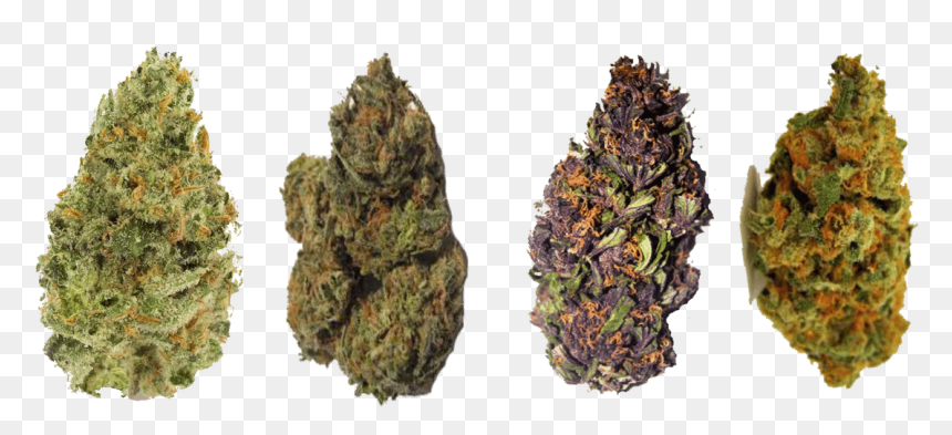 Florida Strain Library - Different Types Of Marijuanas Strains, HD Png Download - weed nugget png