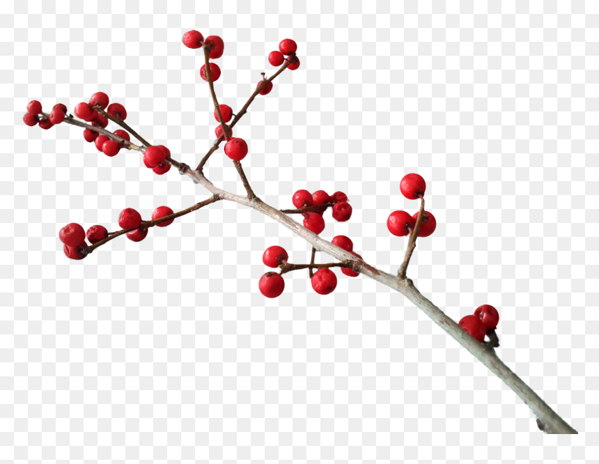 Christmas Berries Png, Transparent Png - berry png