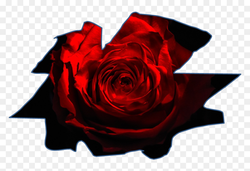 Corona De Espinas - Garden Roses, HD Png Download - corona de espinas png