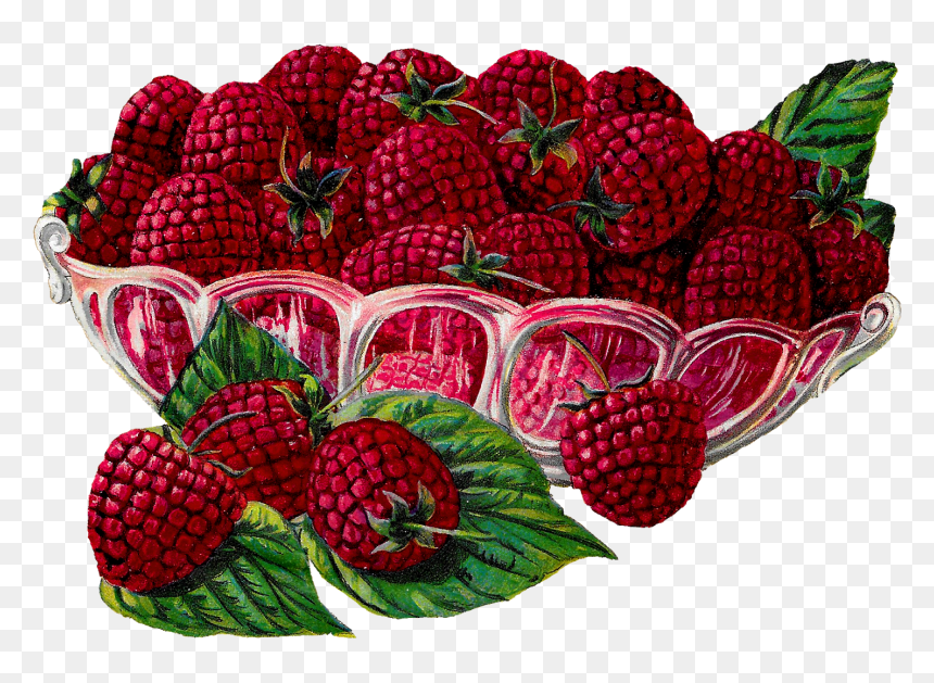 Fruit Raspberry Berry Image Transfer Illustration Digital - Clipart Vintage Transparent Fruits, HD Png Download - berry png
