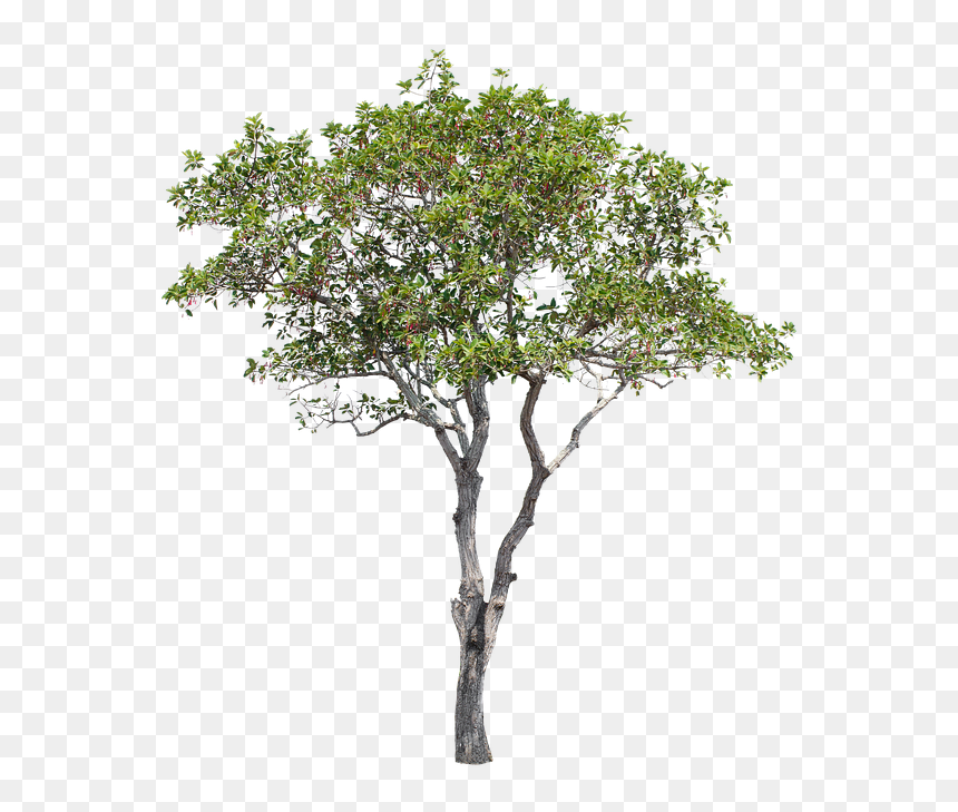 Tree, Green, Isolated, Garden, Forest, Decoration - Tabernaemontana Divaricata Png, Transparent Png - forest tree png
