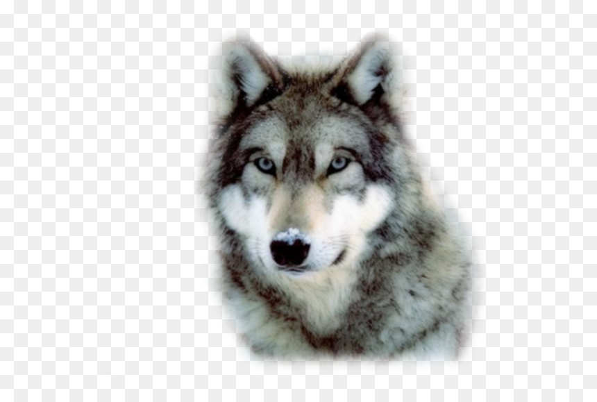 She Walks Amongst Wolves, HD Png Download - wolf.png
