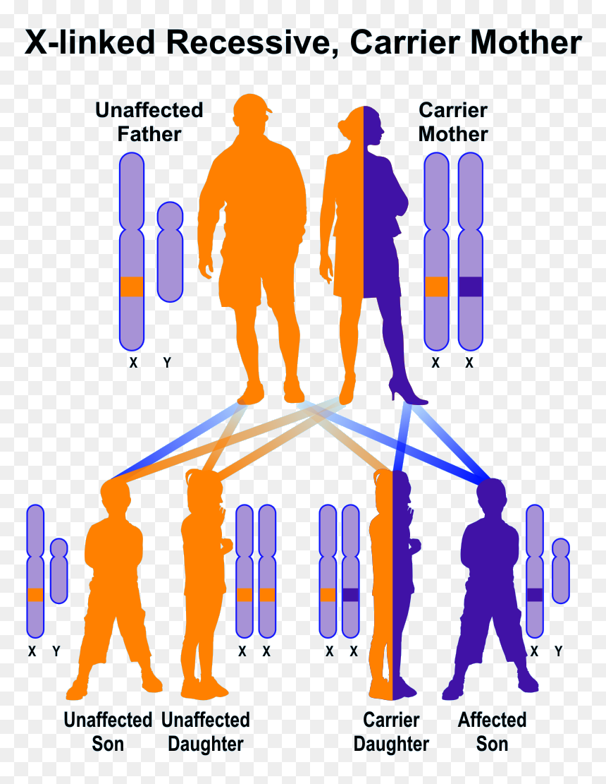 Chromosomes - Lesch Nyhan Syndrome X Chromosome, HD Png Download - chromosome png