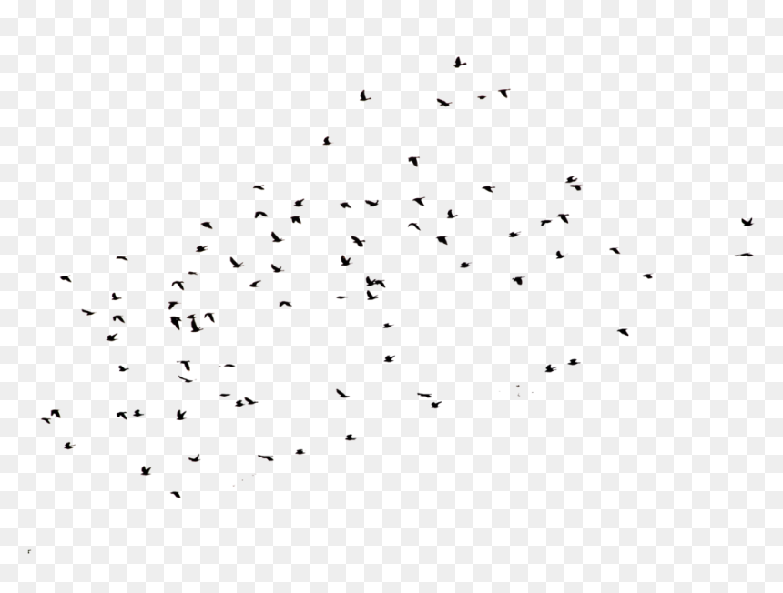 Crows Png Page - Flock, Transparent Png - crows png