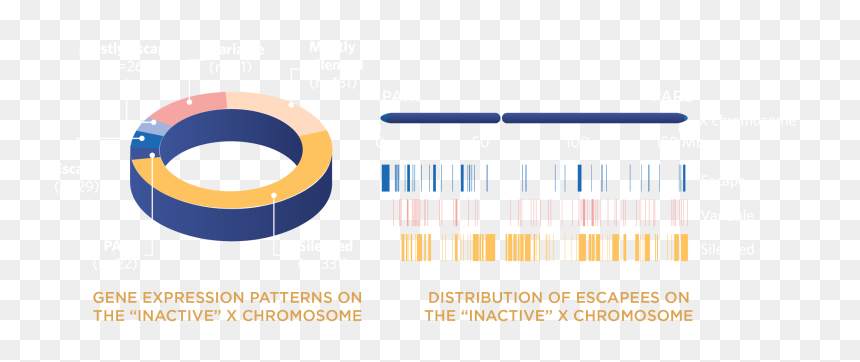 Circle, HD Png Download - chromosome png
