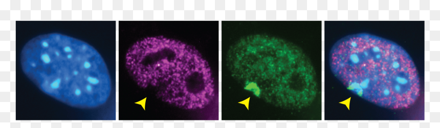 Vincent Pasque X Chromosome Reactivation - Circle, HD Png Download - chromosome png